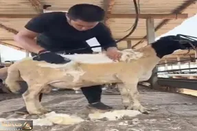 دامداری نوین؛ اصلاح گوسفند رو انقد با دقت و وسواس انجام میده انگار شاه جلوشه