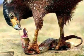 از جذابیت‌های حیات وحش؛ مار به خیالش با جوجه عقابا ناهار و زده به بدن که عقاب سرمیرسه