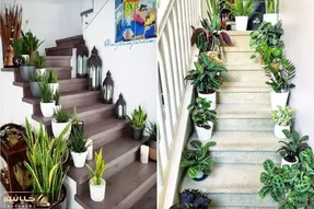 گیاهان آپارتمانی برا راه پله بدون نور/ مخصوص راه پله ای که از تاریکیش چشم چشو نمیبینه