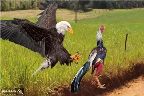 مستند حیات وحش / وقتی عقاب به جوجه ها متعرض شد خروس شرحه اش کرد