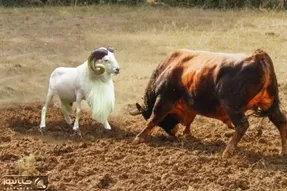 شاهکار حیات وحش / جدال انزجاری گوسفند و بوفالو برای برتری جویی