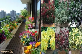 گیاهان مناسب بالکن در هوای گرم و آفتاب شدید تابستون/ البته اینا همیشه سبزن حتی زمستون