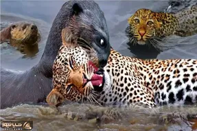 جنگ حیات وحش/سمور کور از زیرزمین اومد زهرشو رو ببر خالی کرد یک لحظه غفلت ببر ترکوندش