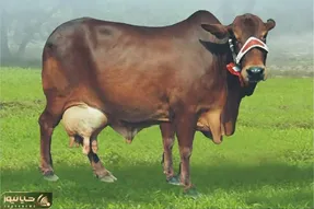 دامداری مدرن / روزانه ۵۰۰۰۰ کیلو شیر از گاو میدوشن ولی روز به روز حجیم تر میشه