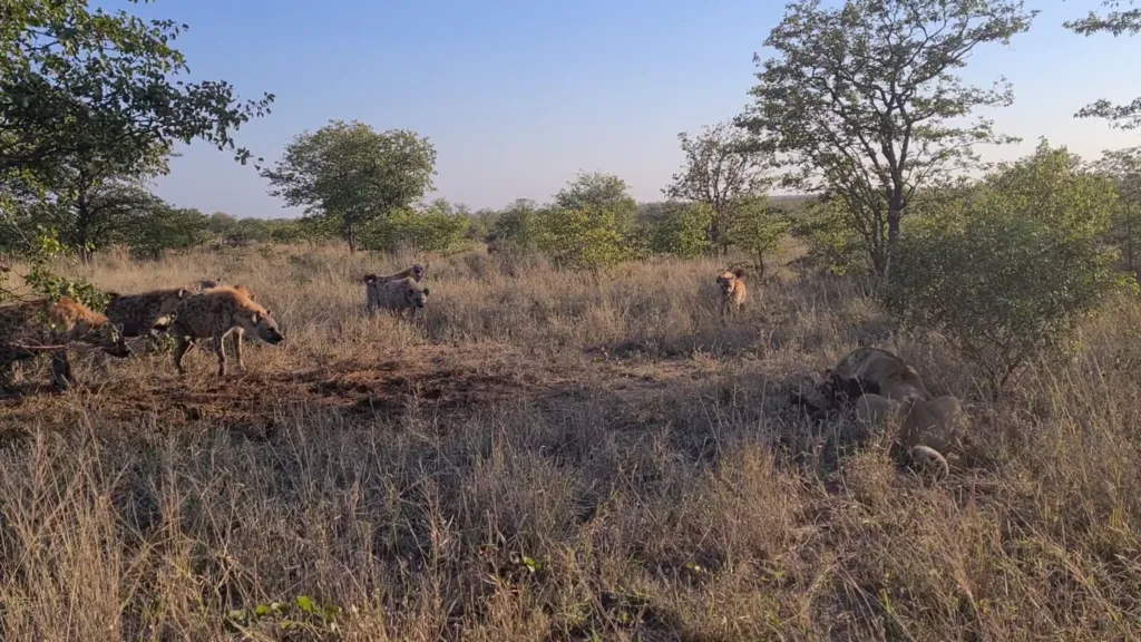Lioness Surrounded By Hyenas Keeps Eating Lioness Surrounded By Hyenas Keeps Eating