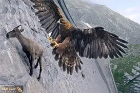 جذابیت حیات وحش؛ عقاب میخوره وسط بازی بز با جاذبه کیفشو ببره