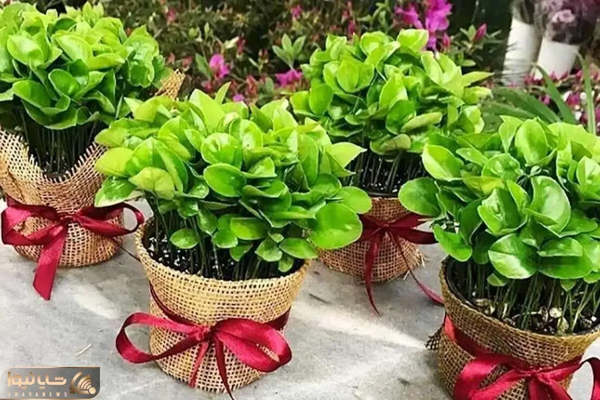 ترفندهای خانه داری؛ این ترفند رو ندونی سبزت پر پشت نمیشه