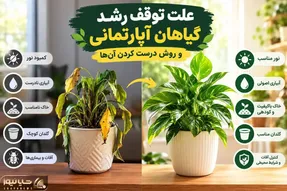 دلیل توقف رشد و خوشگلی گیاهان آپارتمانی؛ با تغییر فصل نیاز به یکسری مراقبت دارن