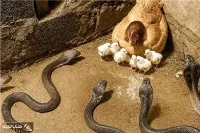 مستند حیات وحش؛ مرغ جسور دل و روده ماری که قصد جون جوجه اش داشت ریخت بیرون
