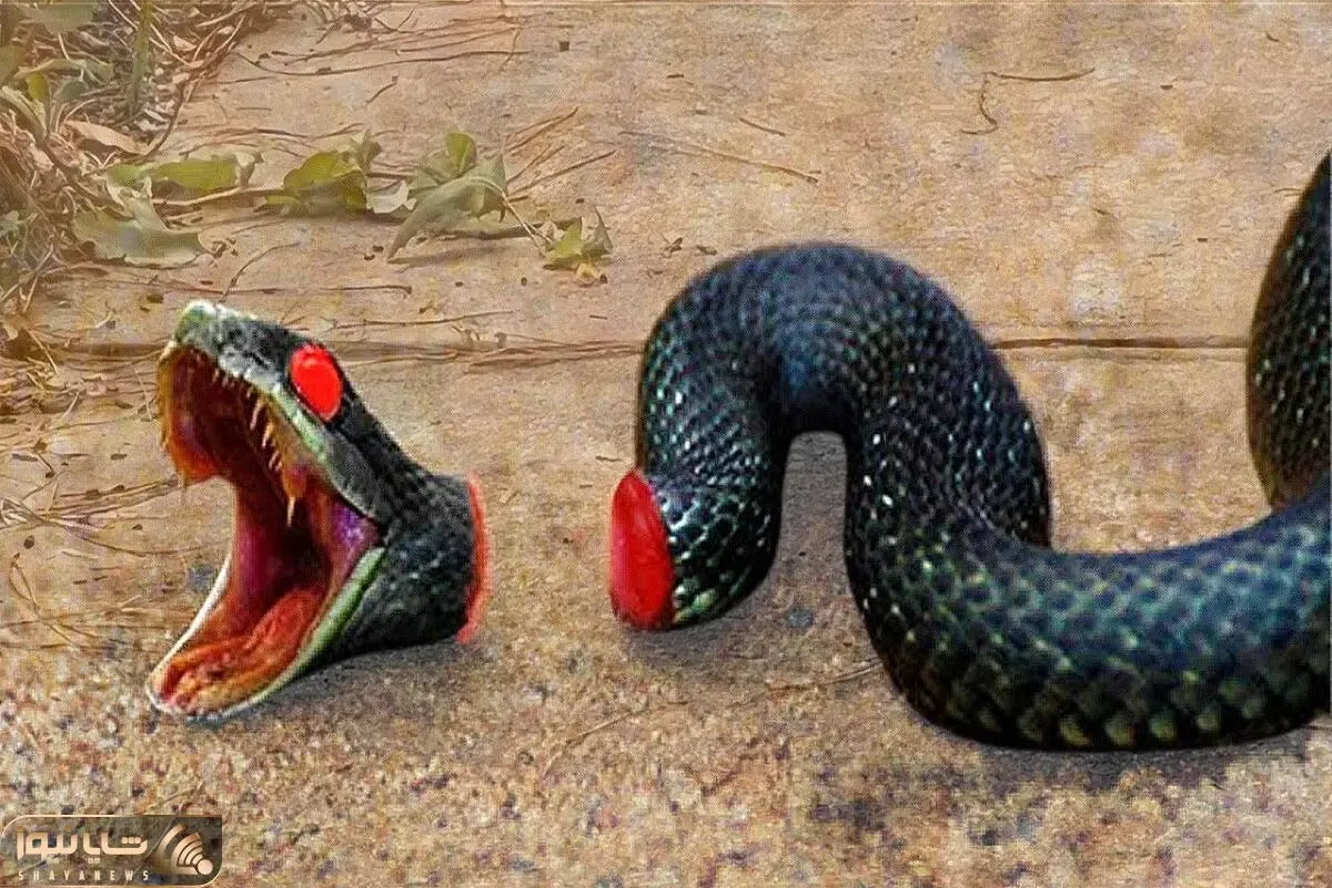 از بدایع حیات وحش؛  با تبر گردن مار سفاک و میزنن ولی بازم شکارشو رها نمیکنه