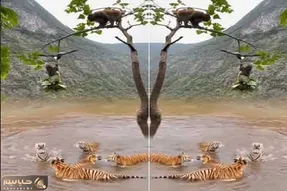 صحنه دهشتناک؛ میمون های لاجون همدیگه رو قربونی میکنن تا خودشون خوراک ببر شریر نشن