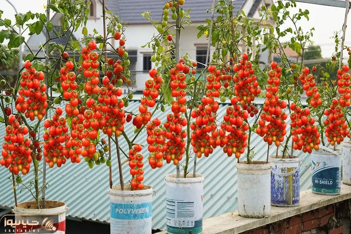 کاشت و برداشت خانگی؛ باغچه نداری تو دبه گوجه فرنگی بکار خروار خروار محصول میده
