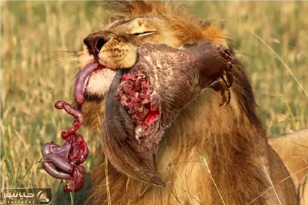 مستند حیات وحش؛ کلاغ انتقام بچش رو که غذا میخواست ولی غذا شد گرفت