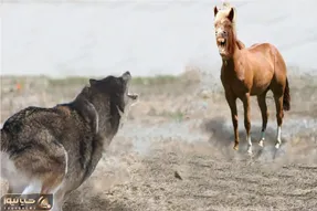 مستند حیات وحش؛ گرگ درون گوسفند با بلاخواهی اسب زد بیرون گرگ درید