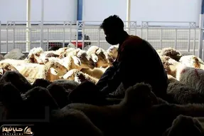 قیمت دام زنده امروز ۸ دی 1404 / نرخ ها روند صعودی را پیش گرفتند