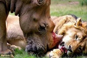 شاهکار حیات وحش؛ کرگدن سفاک برای نجات گله ش با شاخ نیم متری شیر دد رو کور کرد