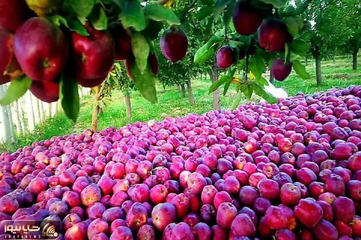 کشاورزی نوین؛ بچه شهری رفته روستا با دیدن حجم سیب های خوشمزه آویزون از درخت دهنش بازه