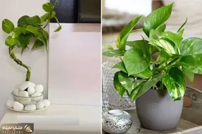 کاشت و برداشت خانگی؛ از برگ پتوس با تکنیکی باورنکردنی بنسای میسازه بی نظیر!