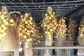 کشاورزی نوین؛ توی این مزرعه بدون خاک سیب زمینی کشت میکنن جای زمین از سقف آویزونه