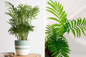 راهنمای نگهداری از گیاه شامادورا / نکاتی مهم برای حفظ شادابی و رشد این نخل زیبا