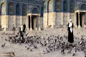 (ویدئو) کبوتربازی یک زن در صحن مسجد الاقصی