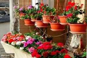کاشت و برداشت خانگی؛ چجوری شمعدانی رو تکثیر کنیم؟ همه چیز راجع به قلمه زدنش