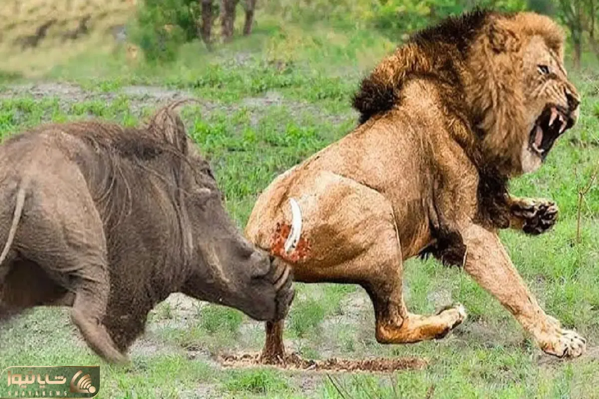 از جذابیت های حیات وحش؛ شیر کله خر با دیدن گراز بدجور گرخیده و عقب عقب میره