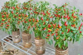 کاشت و برداشت خانگی؛ میخوای فلفل تند بکاری باغچه نداری؟ تو بطری پلاستیکی عالی میشه