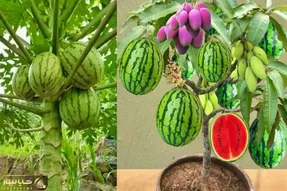 کشاورزی نوین؛ انبه رو با خمیردندون رو هندونه پیوند زدن درختش هم هندوانه داده هم انبه