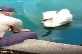 نبض وحش؛ قوی شکم پرست خر میکنن آشغال حلقشو دربیارن بچه هاشو ندیده از دنیا نره