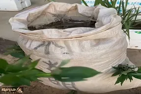 کشاورزی نوین؛ چینی ها تو گونی و بالکن خونه سیب زمینی میکارن بدون زحمت پول درمیارن