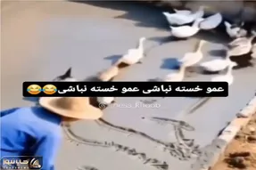 طنز حیات وحش؛ اردکا گروهی گند میزنن به زحمت صاحبشون