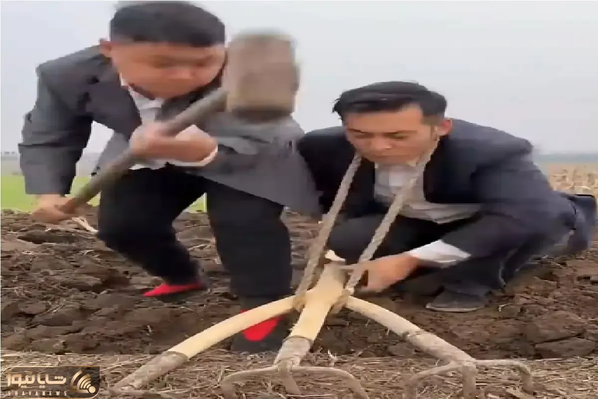 کشاورزی نوین؛ چشم بادومی ها مرزهای شخم رو جا به جا کردن