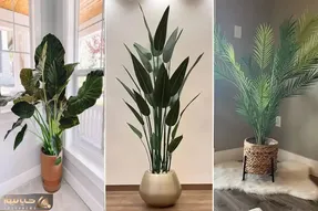 گیاهان آپارتمانی سوپرلوکس و لاکچری مختص پذیرایی های شیک و مدرن؛ خلق کننده فضای اعیونی