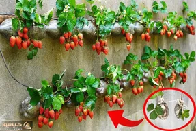 کاشت و برداشت خانگی؛ اگه باغچه کف حیاط ندارید توت فرنگی ها رو اینجوری رو دیوار بکارید
