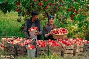 غذای خوش پخت دهاتی؛ این خانوم خوش سلیقه با سیب هایی که عین گوشوارن واسه درخت چی پخته