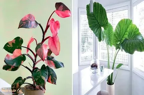 گیاهان لاکچری و قد بلند برای نشیمن و پذیرایی فوق مدرن و شیک / مختص خانه ی ثروتمندان