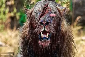 نارام زیان؛ بوفالو ددمنش دو خم شیر شقی رو گرفت پرتش کرد تو درخت صورتش پاره شد