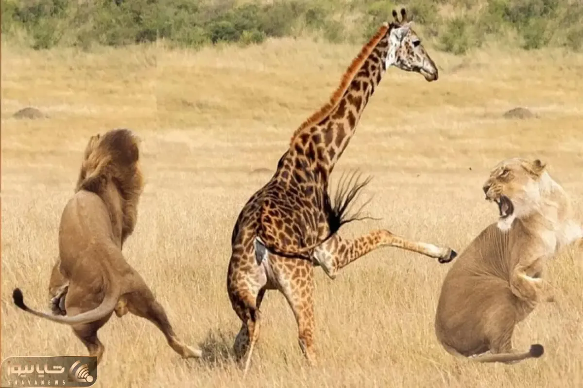 نبض وحش؛ شیر افتاده دنبال زرافه شماره بده هرچی پا میزنه نمیرسه