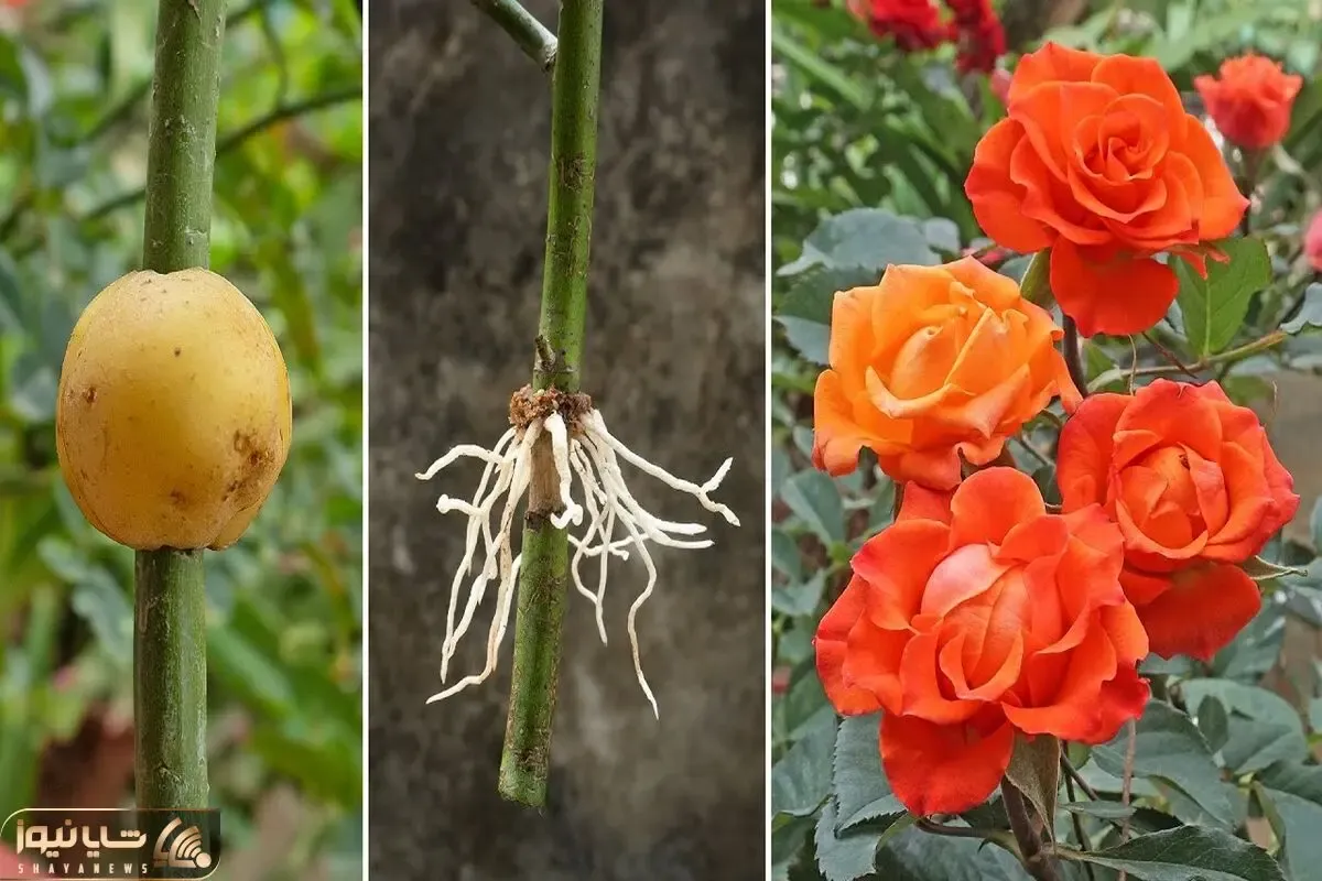 کاشت و برداشت خانگی؛ چنبار رز قلمه زدی نگرفته؟ سیب زمینی بیار تا یه راز خفن بهت بگم