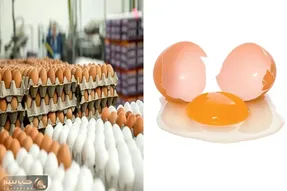 قیمت تخم مرغ امروز چهارشنبه 9 اردیبهشت 1405 + جدول
