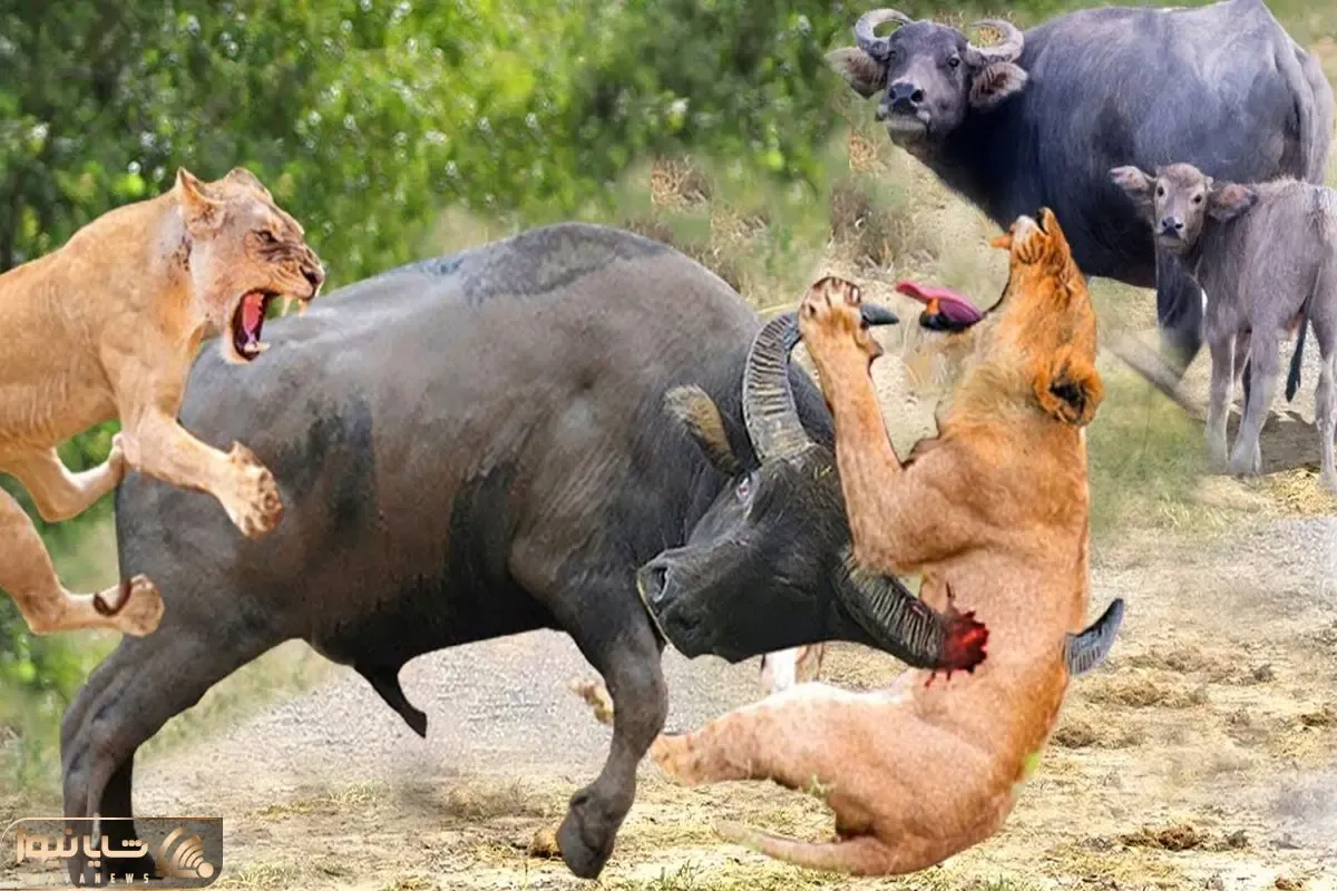 از جذابیت های حیات وحش؛ شیر هایی که گله ای ریختن سر بوفالو اما از پسش برنیومدن