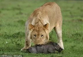 (فیلم) بازی شیر با بچه گراز قبل از خوردن!