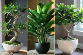 گیاهان مقاوم برا اونا که نورگیر خونشون بده خودشونم حوصله رسیدگی زیاد به گلا رو ندارن