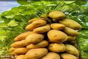 کشاورزی نوین؛ بوته سیب زمینی با گوجه پیوند میزنه محصول میده قد کله اش
