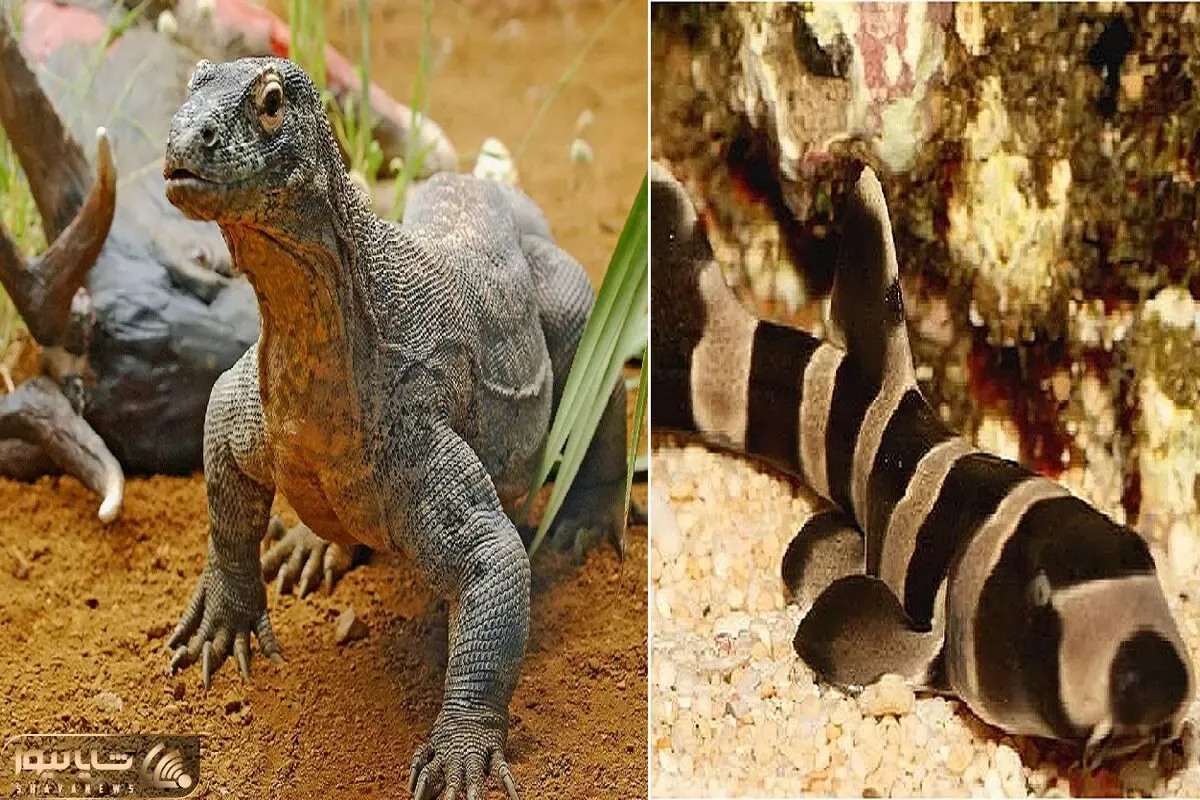 آن روی طبیعت وحشی؛ تولدی بدون پدر، این حیوانات بدون جفت‌گیری تولید مثل می‍‌کنند!