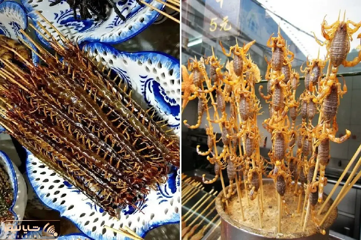 غذای عجیب غریب؛ باورکن تو چین دیگه هیچ جک و جونوری نمونده؛ این چیه می پزن!