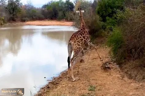 مستند حیات وحش؛ زرافه تو بدترین وقت پاش رو گذاشت تو بدترین جا