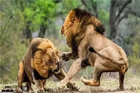 نبرد حیات وحش/ درگیری وحشیانه شیر ها با یکدیگر/ از گشنگی به جون خودشون افتادن