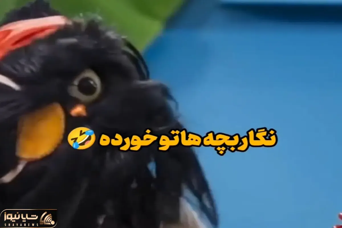 سکانس خندان؛ افتو خطاب به رامبد: نگار بچه هاتو خورده